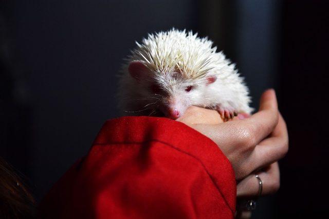 Sincan Hayvanat Bah&ccedil;esi&rsquo;nin en yeni &uuml;yeleri 2