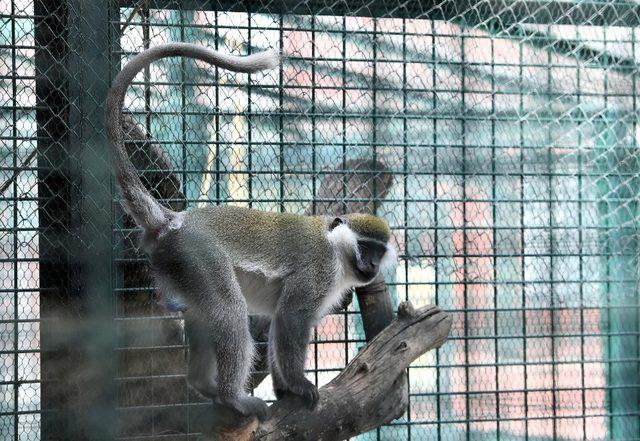 Sincan Hayvanat Bah&ccedil;esi&rsquo;nin en yeni &uuml;yeleri 3