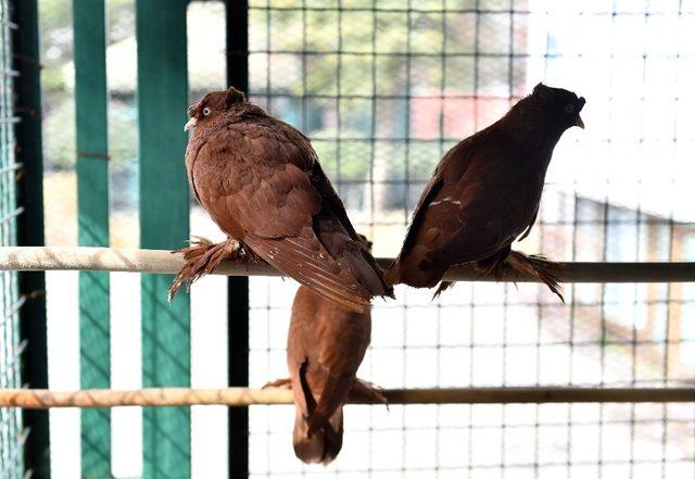 Sincan Hayvanat Bah&ccedil;esi&rsquo;nin en yeni &uuml;yeleri 4