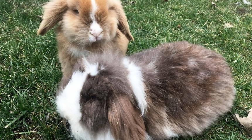 Sincan Hayvanat Bah&ccedil;esi&rsquo;nin en yeni &uuml;yeleri