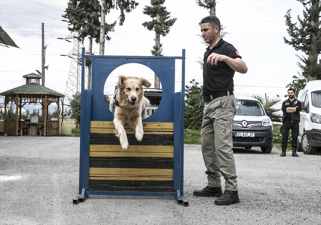 'Hassas burunlar' zehir tacirlerine ge&ccedil;it vermiyor 
