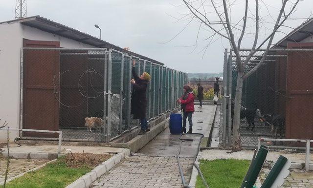 Hayvanları elleri ile beslediler