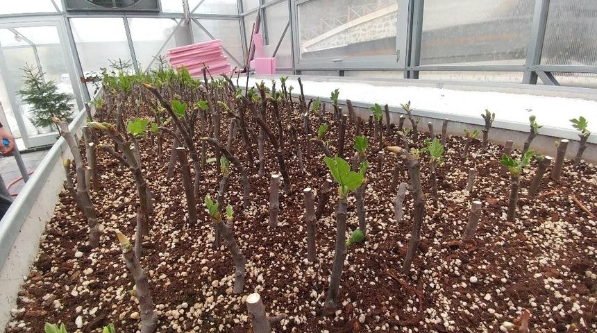 Yerel incir t&uuml;rlerinin &uuml;retimi i&ccedil;in harekete ge&ccedil;tiler