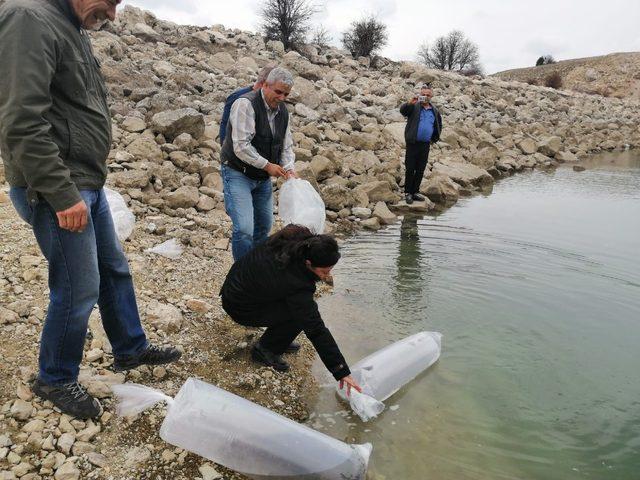 Antalya’da 3 gölete 50 bin yavru sazan balığı bırakıldı