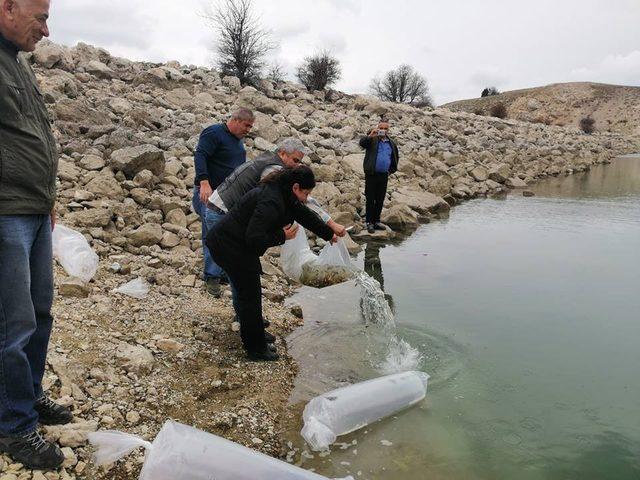 Antalya’da 3 gölete 50 bin yavru sazan balığı bırakıldı