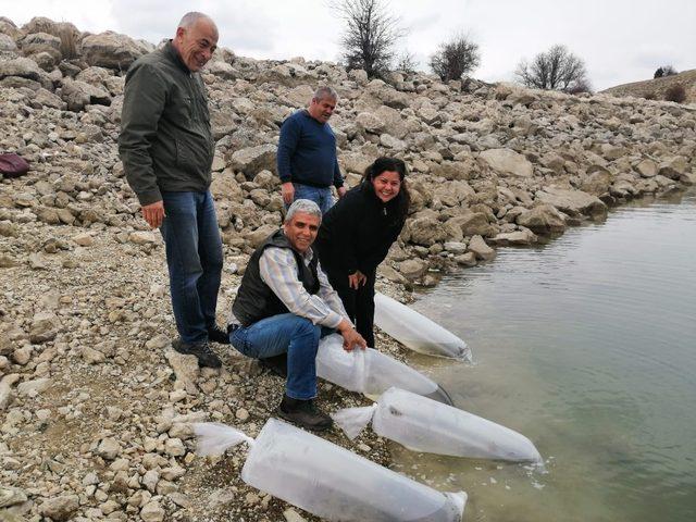 Antalya’da 3 gölete 50 bin yavru sazan balığı bırakıldı