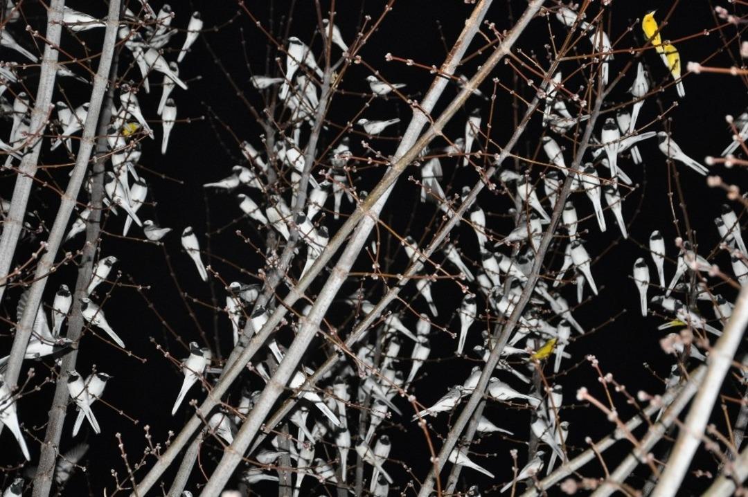 G&ouml;&ccedil;men kuşlar Y&uuml;ksekova&rsquo;da mola verdi