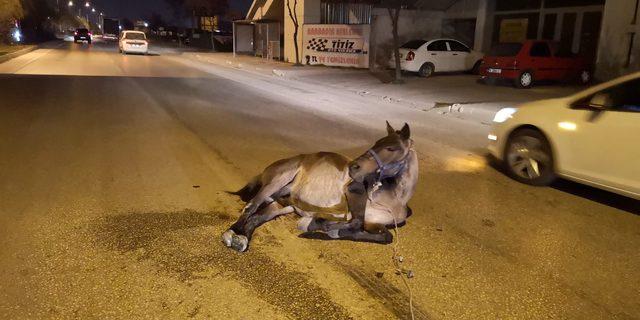 Hafif ticari aracın çarptığı at yaralandı
