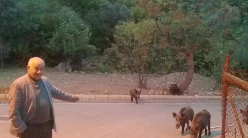 Marmaris'te yaban domuzları mahalleye indi