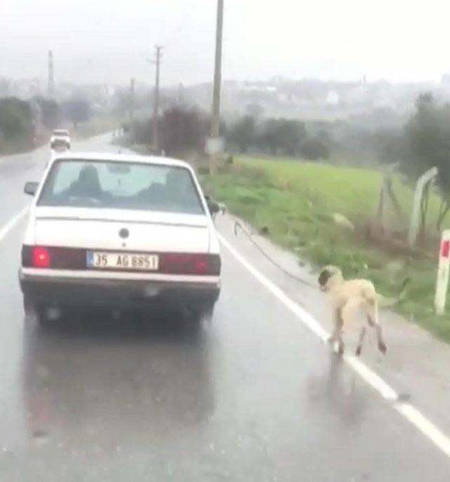 Otomobillerine bağladıkları köpeklerini sürükleyen iki sürücüye 773'er TL ceza