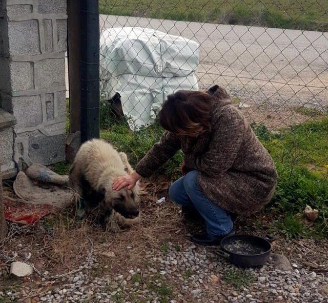 Otomobillerine bağladıkları köpeklerini sürükleyen iki sürücüye 773'er TL ceza