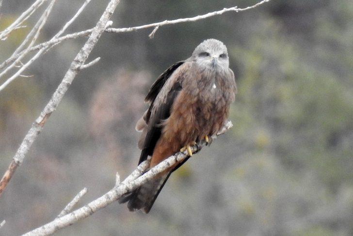 Bir anda gökyüzünü sardılar, Gümüşhane’de ilk kez görüntülendiler G1