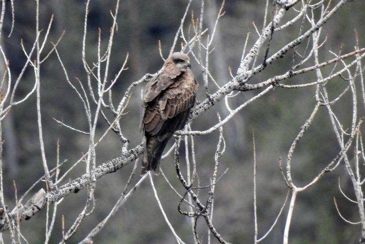 Bir anda gökyüzünü sardılar, Gümüşhane’de ilk kez görüntülendiler G2