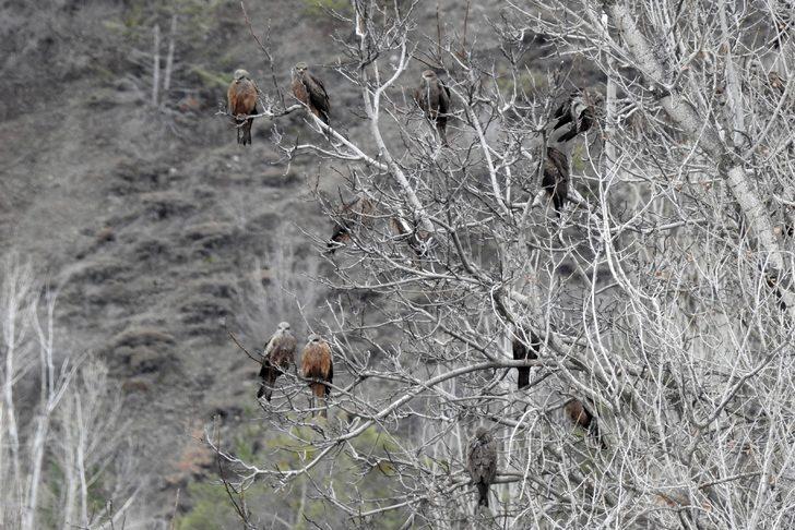 Bir anda gökyüzünü sardılar, Gümüşhane’de ilk kez görüntülendiler G3