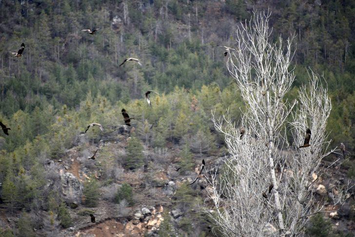 Bir anda gökyüzünü sardılar, Gümüşhane’de ilk kez görüntülendiler G4