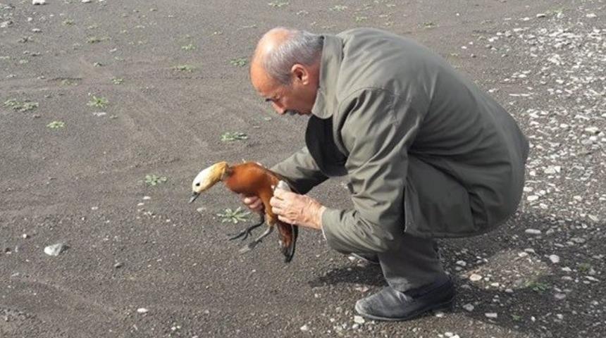 Tedavisi yapılan "Angıt" kuşu doğaya bırakıldı