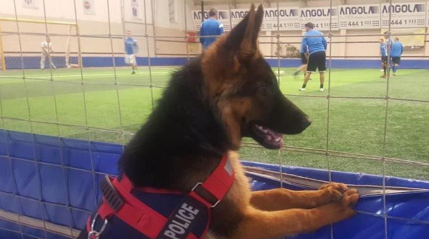 Futbol d&uuml;şk&uuml;n&uuml; k&ouml;pek g&ouml;renleri hayretler i&ccedil;inde bırakıyor 