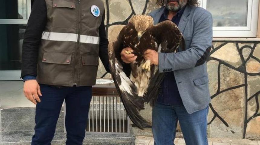 Yaralı Kaya Kartalı ile Ebabil kuşu tedavi altına alındı