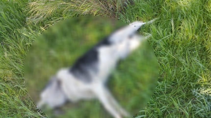 &Ccedil;eşme&rsquo;de sahipli iki k&ouml;peğin &ouml;ld&uuml;r&uuml;lmesine tepki