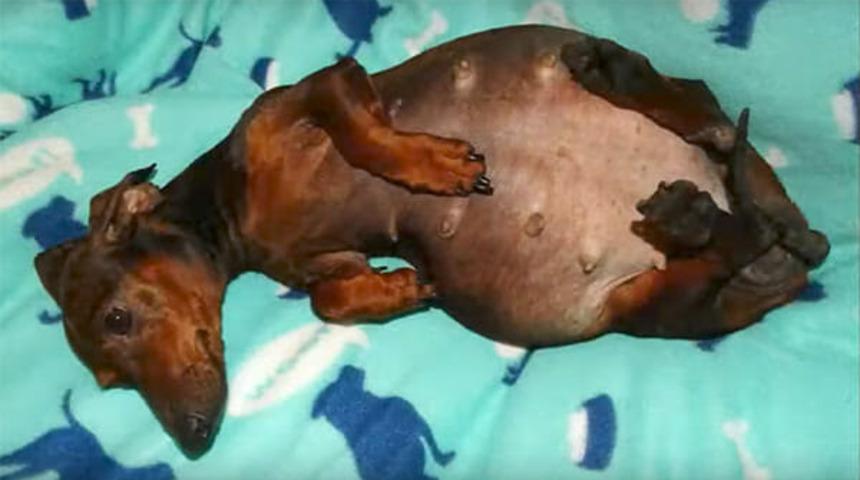 Hamile k&ouml;pek doğum sırasında mucizeyi yaşadı!