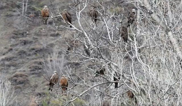 Kara Çaylak kuş sürüleri, Türkiye’de 3’üncü kez kayda alındı
