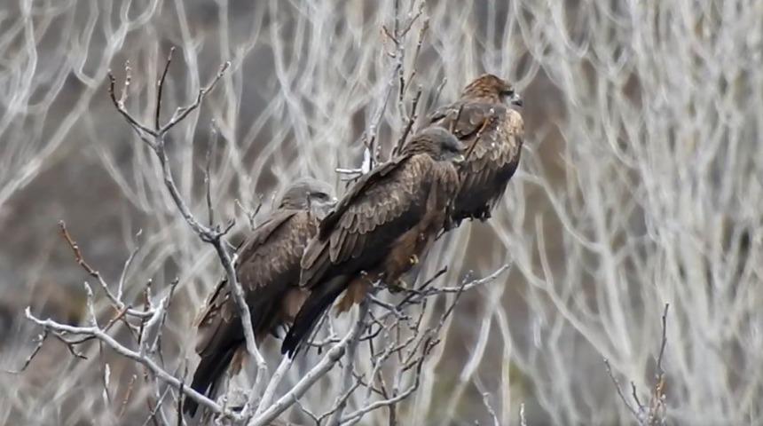 Kara &Ccedil;aylak kuş s&uuml;r&uuml;leri, T&uuml;rkiye&rsquo;de 3&rsquo;&uuml;nc&uuml; kez kayda alındı