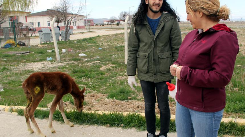 Yaralı bulunan tay tedaviye alındı 