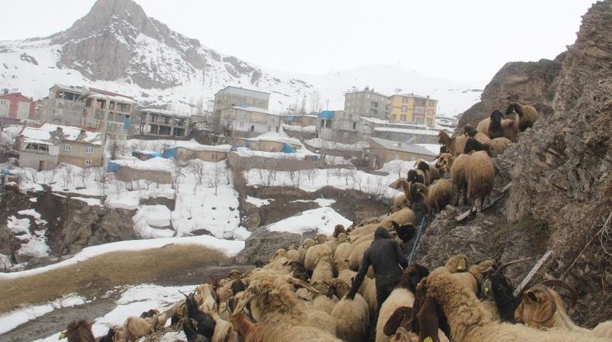 Yağışlardan tahrip olan ahırdaki 300 hayvan dışarıda kaldı