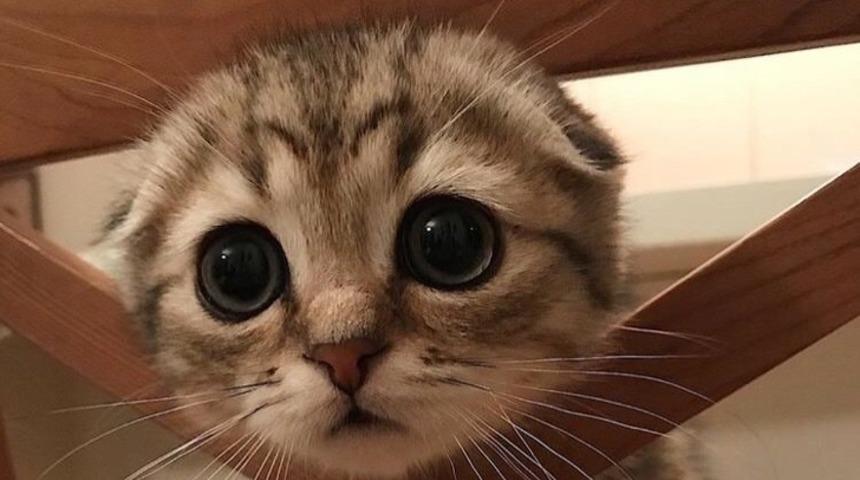 Tatlılıkları ile başınızı döndürme garantili 19 görsel!