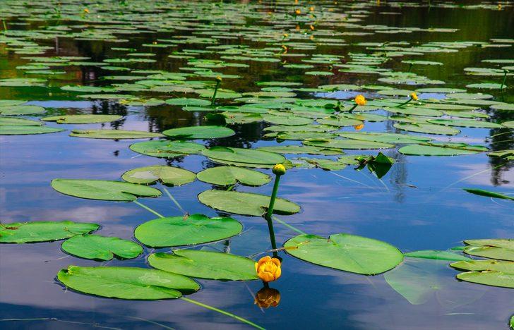 Türkiye'nin kuş cenneti Gölbaşı turizme kazandırılacak  G2