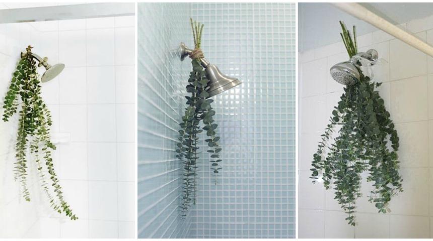 Okaliptus yaprağının bu faydasını duyunca şoke olacaksınız