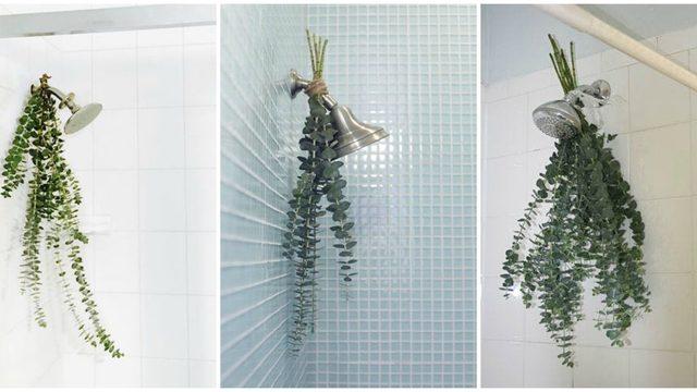 Okaliptus yaprağının bu faydasını duyunca şoke olacaksınız