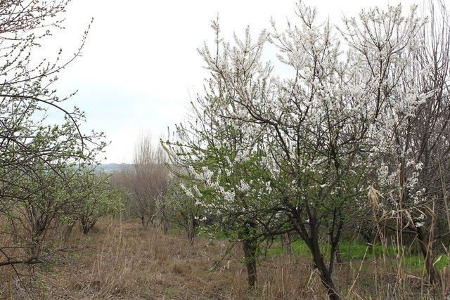 Hevsel Bahçeleri'ne bahar geldi