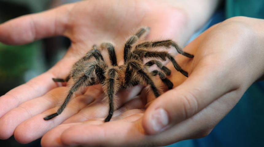 Filipinler'de havalimanında 757 canlı tarantula ele geçirildi