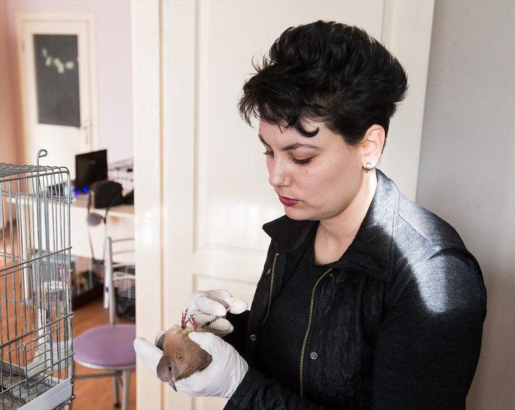 100 yaralı ve hasta hayvana evinde bakıyor G3