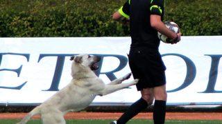 Muğla'da sahaya önce köpek, sonra taraftar girdi