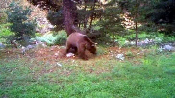 Bolu'da şaşırtan görüntü! Böyle yakalandı G2