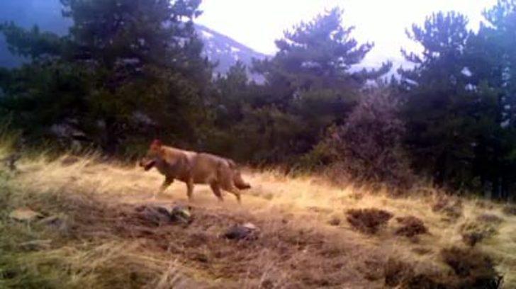 Bolu'da şaşırtan görüntü! Böyle yakalandı G5