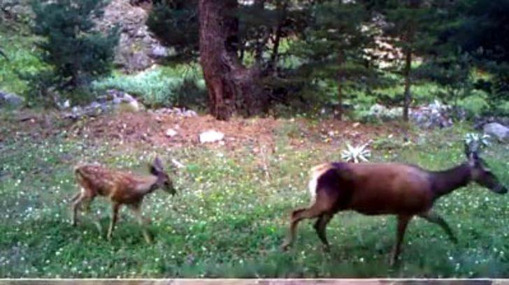 Bolu'da şaşırtan görüntü! Böyle yakalandı G4