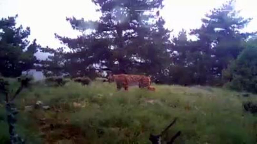 Bolu'da şaşırtan g&ouml;r&uuml;nt&uuml;! B&ouml;yle yakalandı