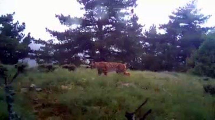 Bolu'da şaşırtan görüntü! Böyle yakalandı G3