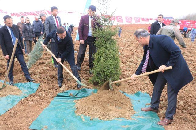 İmralı’ya 42 bin, Bursa’ya 30 bin adalet fidanı...