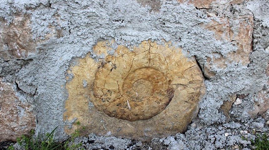 Salyangoz sanılan fosilin ne olduğu ortaya &ccedil;ıktı!