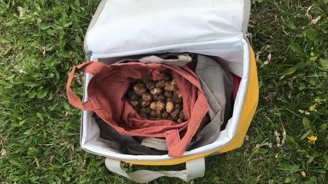 Trüf mantarını yurt dışına kaçırmaya çalışan şahsa 60 bin TL ceza