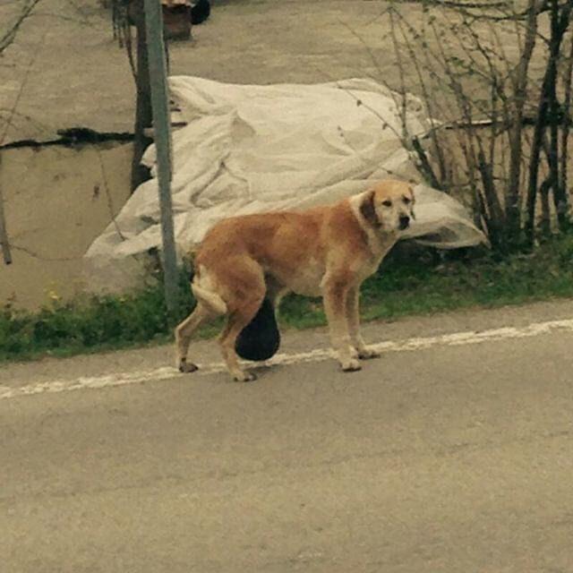 O köpek sağlığına kavuştu