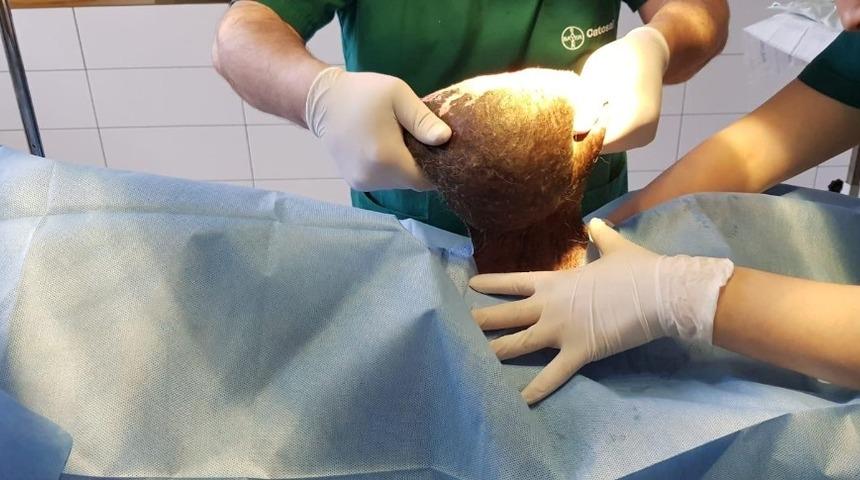 O k&ouml;pek sağlığına kavuştu