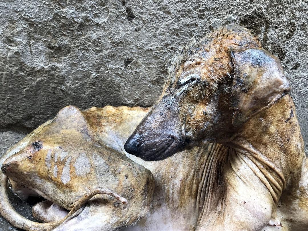  Bu halde bulunmuştu! Hayvanseverlerin şefkati Kuyu'yu hayata d&ouml;nd&uuml;rd&uuml;