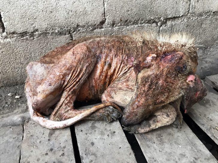  Hayvanseverin şefkati 'Kuyu'yu hayata döndürdü  G2