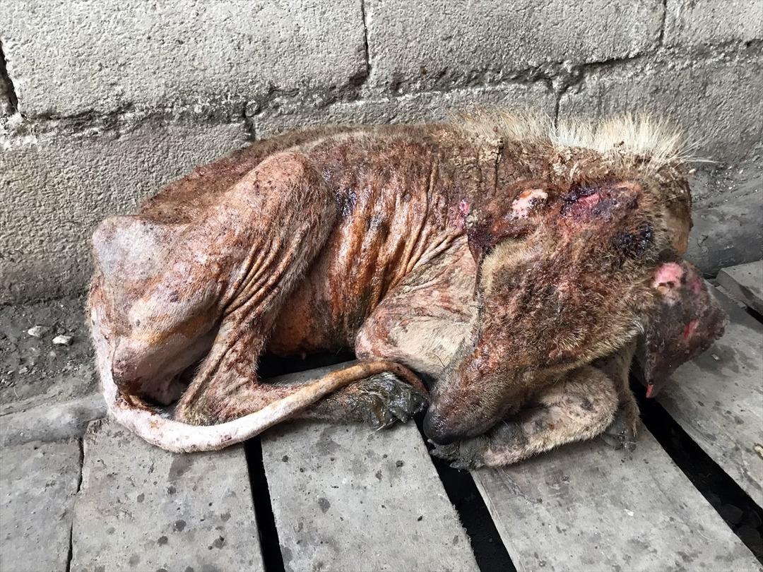  Hayvanseverin şefkati 'Kuyu'yu hayata d&ouml;nd&uuml;rd&uuml; 