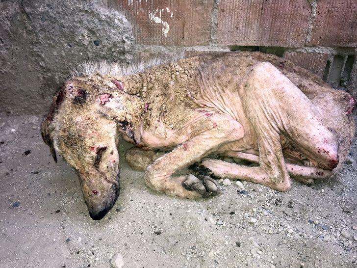  Hayvanseverin şefkati 'Kuyu'yu hayata döndürdü  G3